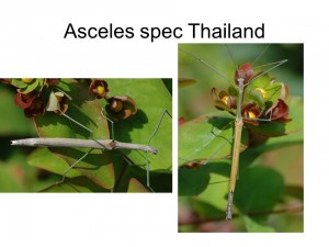 Asceles sp. Thailand